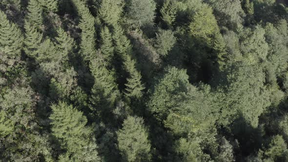 Trabzon City Forest Top View