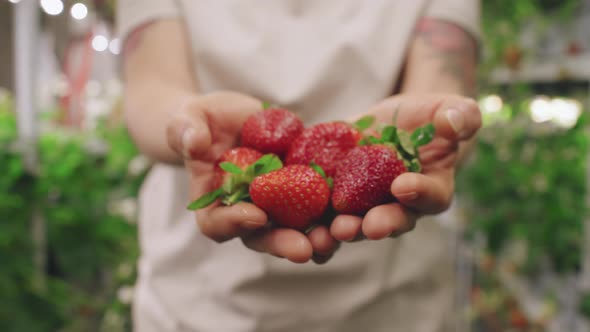 Woman Holding Fistful Of Strawberries alt