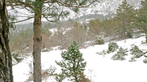Snow Falling On Mountain Pine Forest