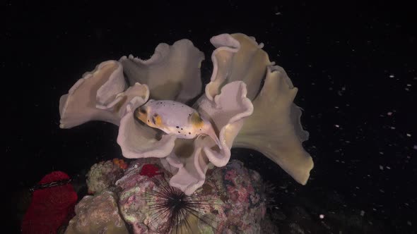 Pufferfish resting in leather coral on tropical coral reef at night alt