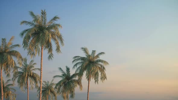 Airplane flying over palm trees. Sunset sky over tropical trees. Holidays journey alt