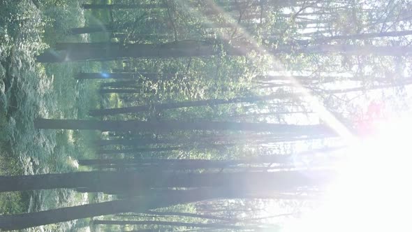 Vertical Video Aerial View Inside a Green Forest with Trees in Summer alt