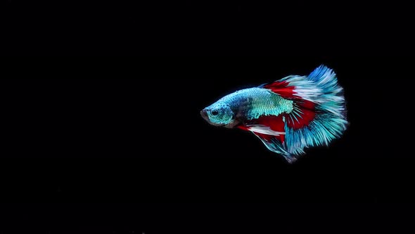 Blue and red color Siamese fighting fish