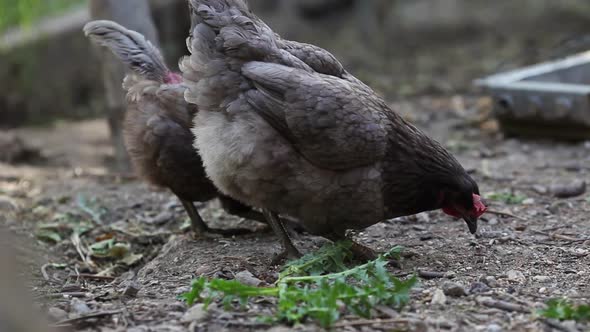 Two gray dominant chicken. Side view. Farm chickens looking for food
