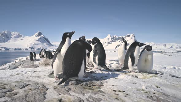 Antarctic Adelie Penguin Colony Snow Rock Closeup alt
