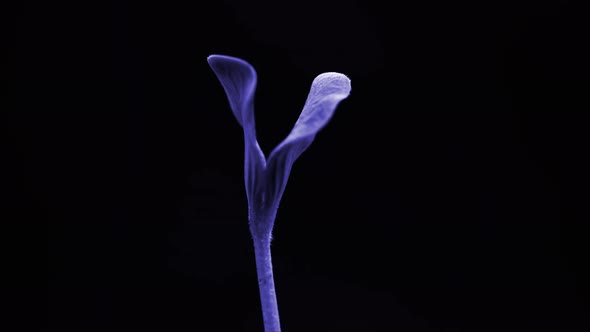 Small Blue Plant Isolated on Black Background Growing Germination Seedling Spring Time Lapse