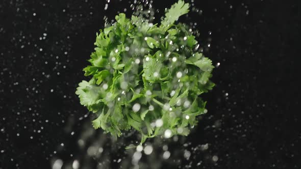 Watering The Bunch Of Fresh Celery On A Black Background