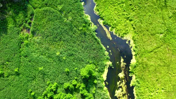 Top view of forest and small river, Tuchola natural park, Poland in summer alt