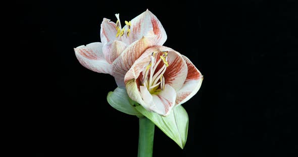 Time-lapse of Growing, Opening and Rotating White Amaryllis Matterhorn Christmas Flower 1C2 Isolated alt