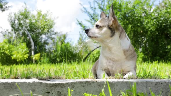 Chihuahua dog lies on the sun on a summer day.