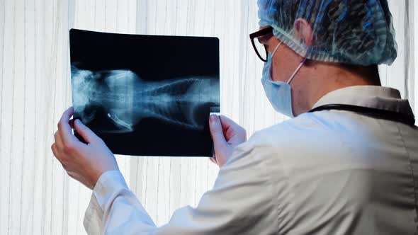 Doctor Veterinarian Examining Cat or Dog Skeleton Roentgen alt