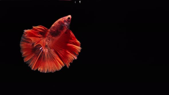 red color Siamese fighting fish alt