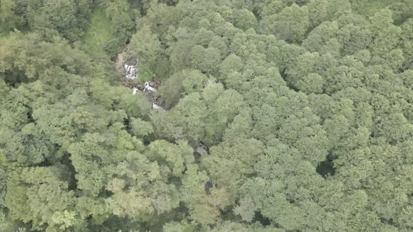 Mtirala National Park from drone, Adjara, Georgia. Flying over subtropical mountain forest alt