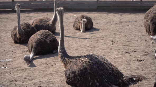 The African Ostrich Behind the Fence in the Aviary on the Farm Lay Down to Rest on the Grass