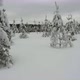 Flying in winter forest, through spruce trees covered with fresh snow. Shot from drone. - VideoHive Item for Sale