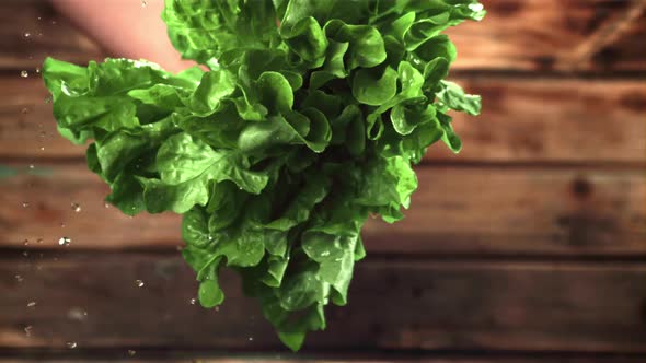 Super Slow Motion with Lettuce Leaves Dropping Drops of Water alt