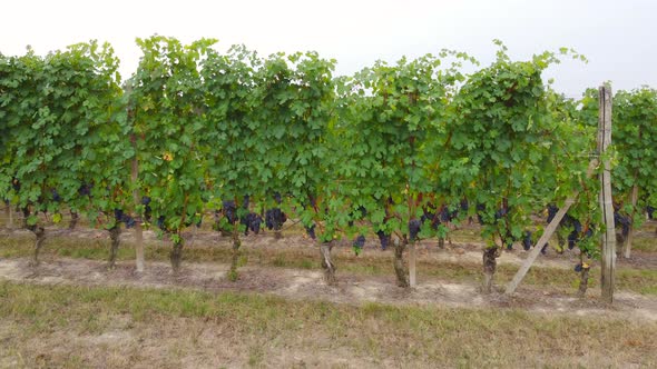 Vineyard agricultural field, ripe red wine grapes aerial view alt