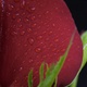 Red Roses with water drops. - VideoHive Item for Sale