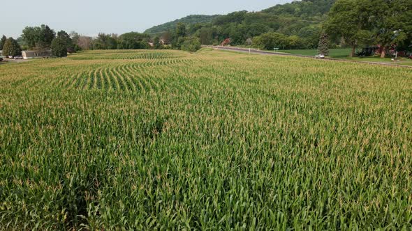 Drone view of corn field in rural valley with tree covered mountain in distance. Traffic on highway