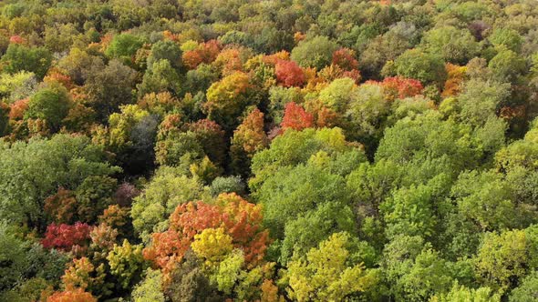 Aerial View of Autumn Forest. Yellow, Green and Red Trees alt