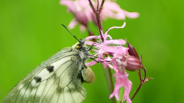 Clouded Apollo Parnassius Mnemosyne Butterfly Sucks Nectar Eating Flower Eat Plant Cock's Kaim