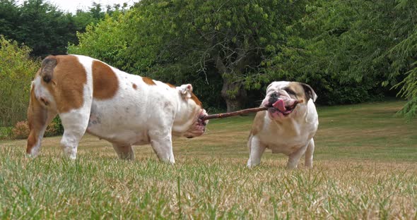 English Bulldog, Females Playing with a Stick on the Lawn, Normandy, Slow Motion 4K alt