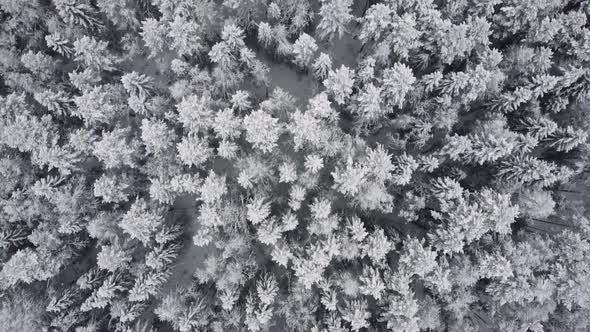 Winter Forest Snow Pine Trees Landscape Drone Shooting  Video