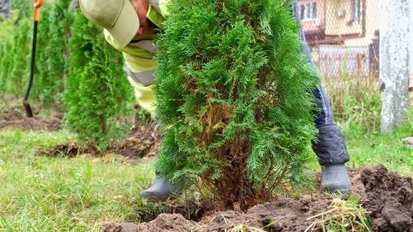 Young thuja plant in the garden. Planting Cypress, Thuja with Roots. Workers planting tree.