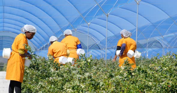 Workers picking blueberries in blueberry farm 4k alt