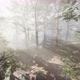 Magical Forest with Light Rays Through Wood By FPV Drone - VideoHive Item for Sale