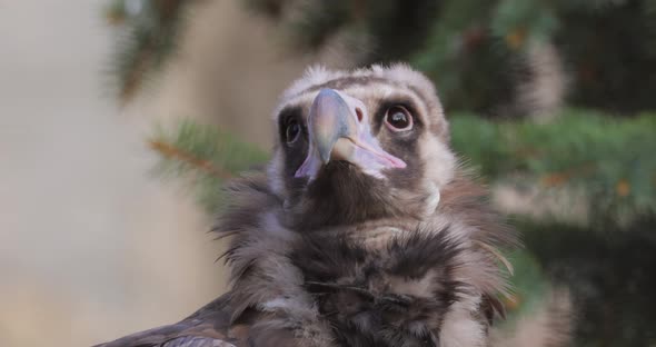Cinereous Vulture Aegypius Monachus is a Large Raptorial Bird alt