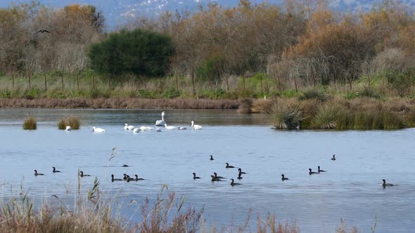 Ducks and swans in a lake  alt