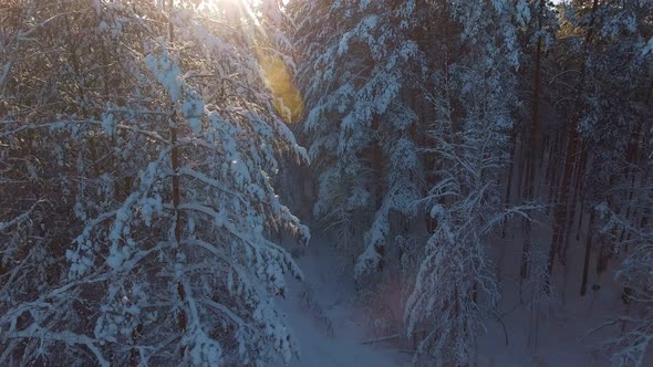 Siberia, Firs and Pines in the Snow, Sunlight Between the Trees.