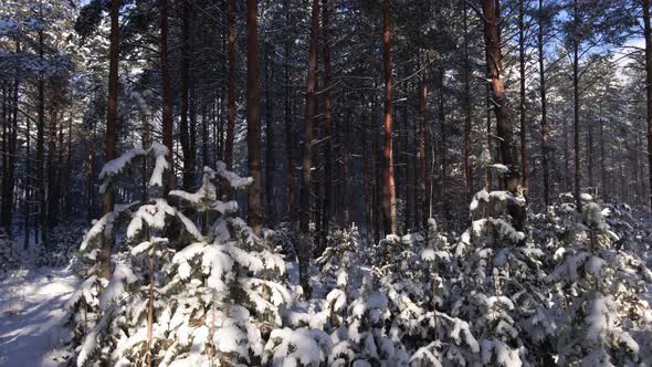 Frosty sunny winter landscape in snowy pine forest