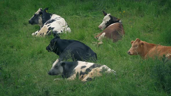 Cows Resting In Grassy Field alt