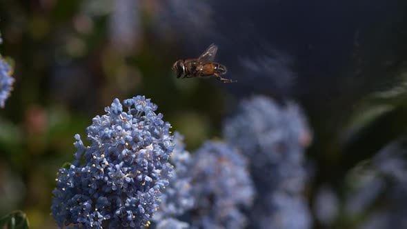 Drone Fly, eristalis sp., Adut in Flight, Flower in Normandy, Slow motion alt
