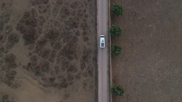 Camper van with solar panels drone aerial top view with cows on a rural landscape agriculture field alt