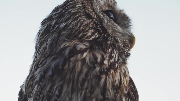 A Cute Owl Turns Its Head Against the Sky