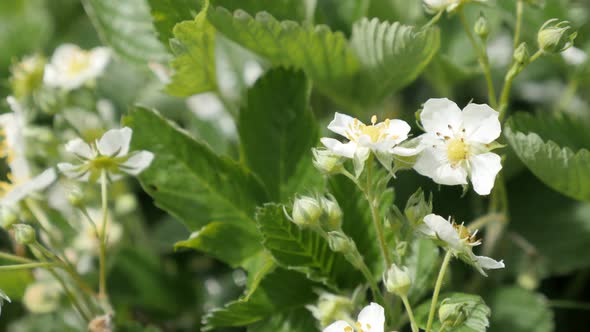 Strawberry fruit plant in the field 4K 2160p 30fps UltraHD footage - Spring flowers of Fragaria anan alt