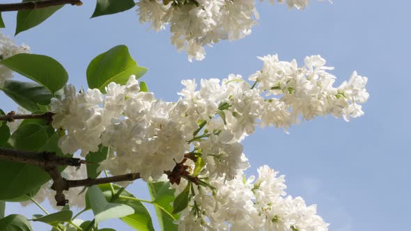 White common syringa flower in front of blue sky slow tilt 4K 3840X2160 30fps UltraHD footage - Syri alt