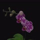 Time-lapse of opening pink - white Phalaenopsis orchid - VideoHive Item for Sale