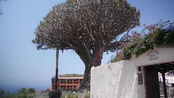 Dragon tree in the Parque del Drago - Tenerife - Canary Islands alt