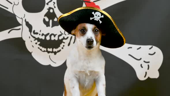 Portrait of a funny Jack Russell Terrier dog in a pirate hat on a pirate flag background