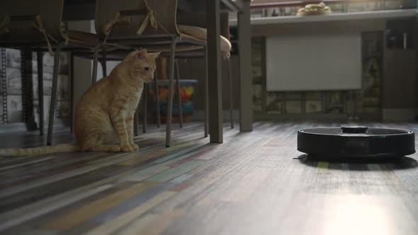 Cat Watching Robot Vacuum Cleaning Floor alt