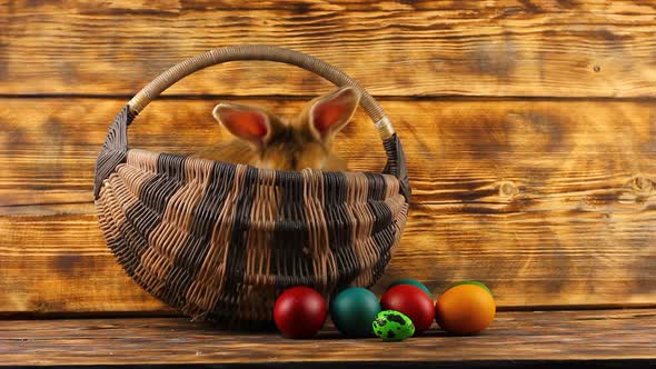 Little Brown Fluffy Cute Rabbit Sits in a Wicker Basket with Multicolored Assorted Easter Eggs on a alt