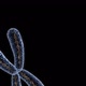 X Chromosomes with DNA Molecules - VideoHive Item for Sale