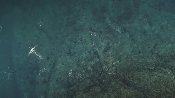 Antarctica Gentoo Penguin Underwater Aerial View alt