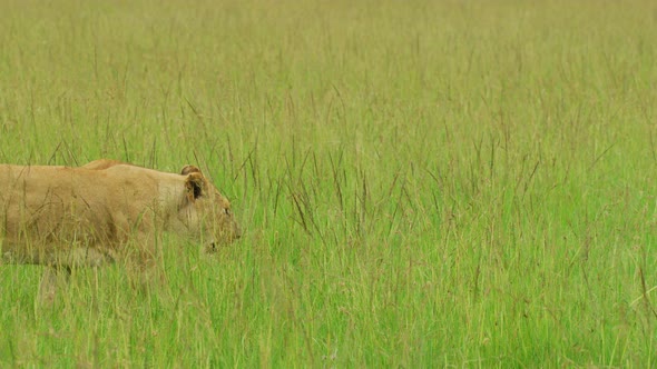 Female lion walking in the grass alt