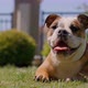Footage of a bulldog - VideoHive Item for Sale