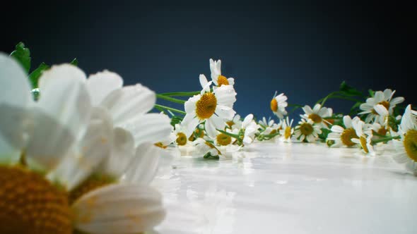 Fresh Field Camomile Flowers With Water Drops alt